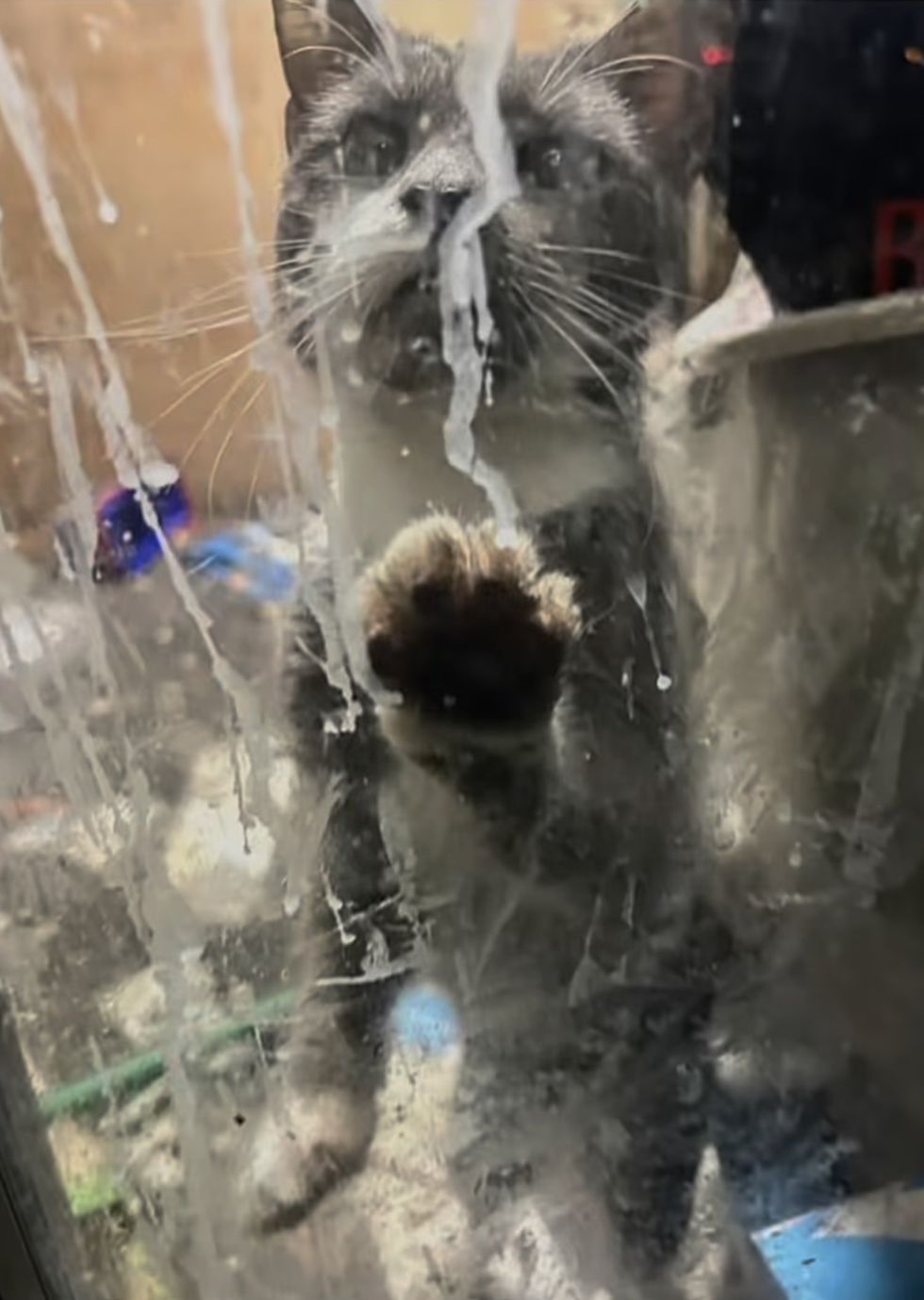 cat dry cleaner rescue