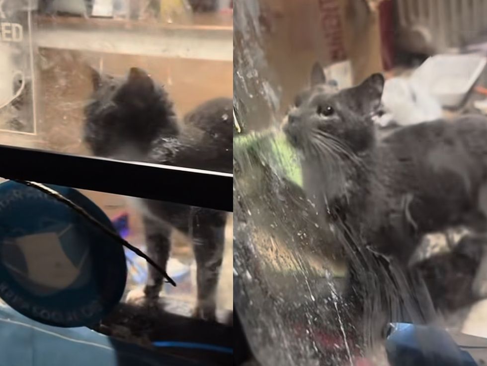 cat dry cleaner