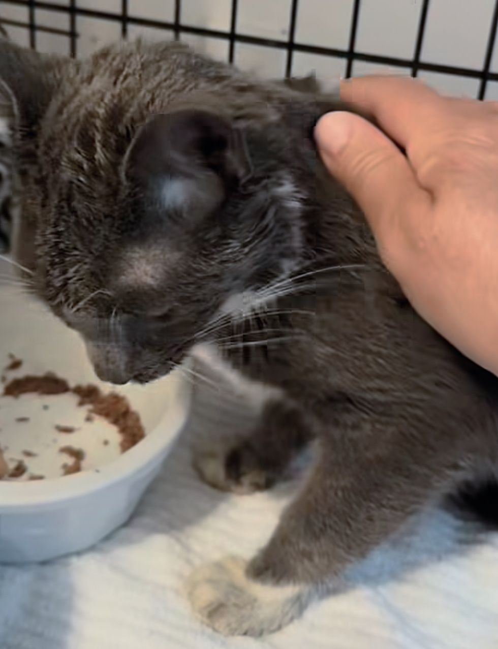 cat rescue safe