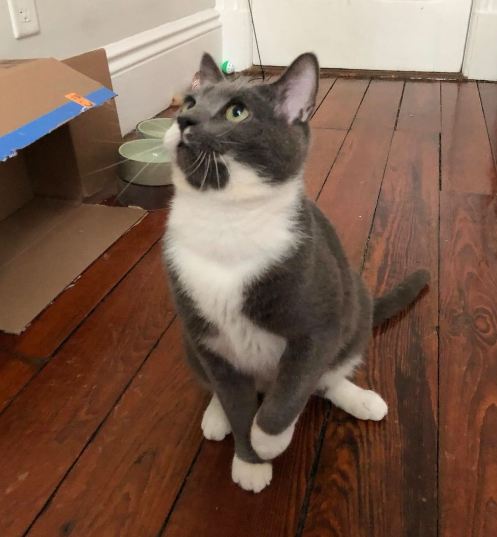playful curious cat