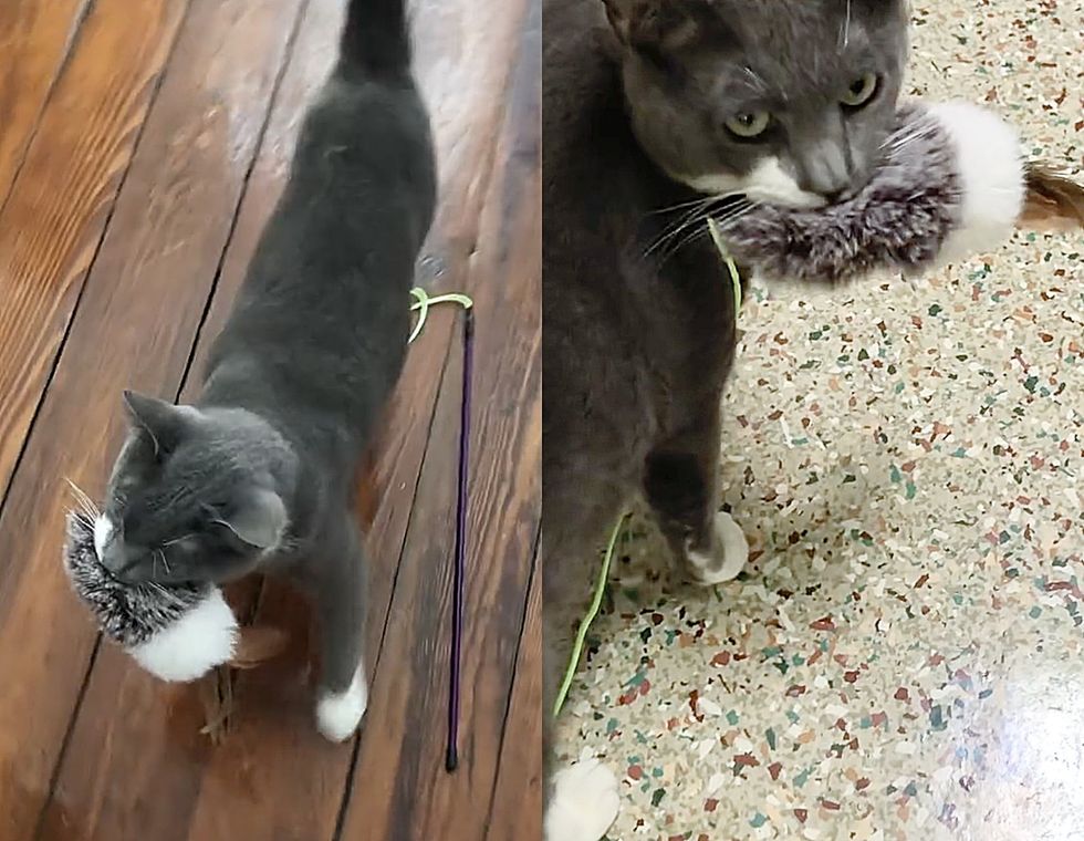 playful cat toy