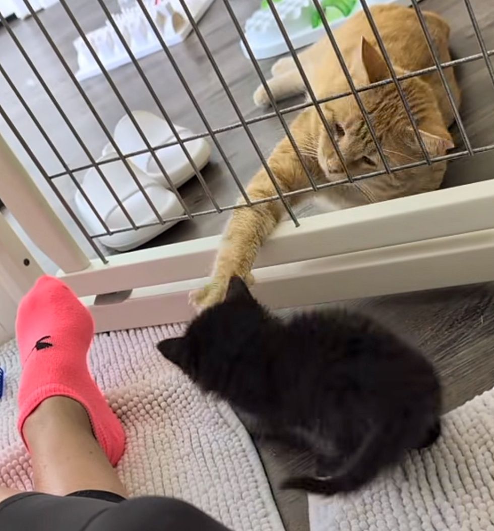 cat kitten friends