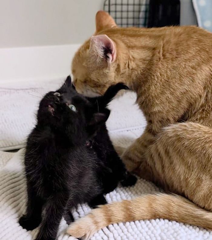 orange cat grooms kittens