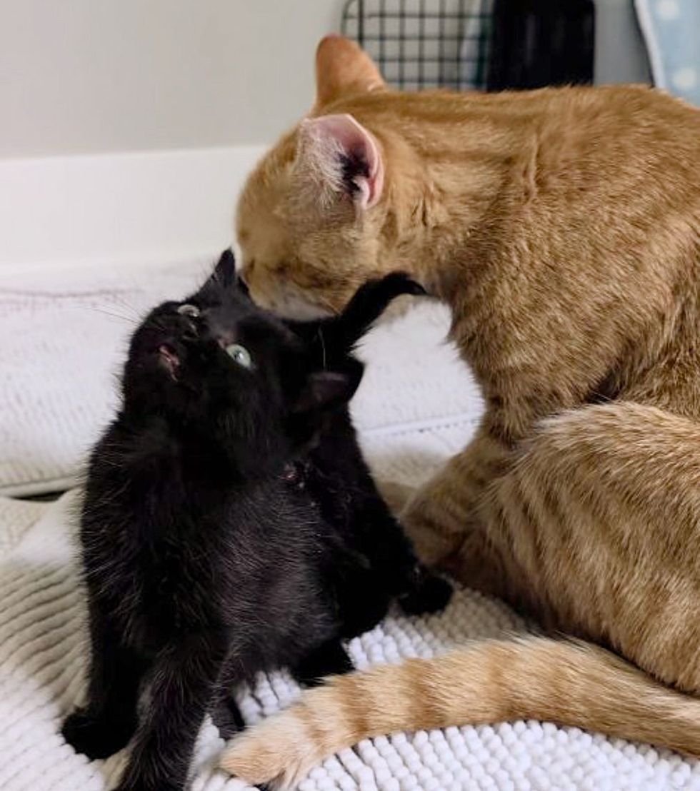 orange cat grooms kittens