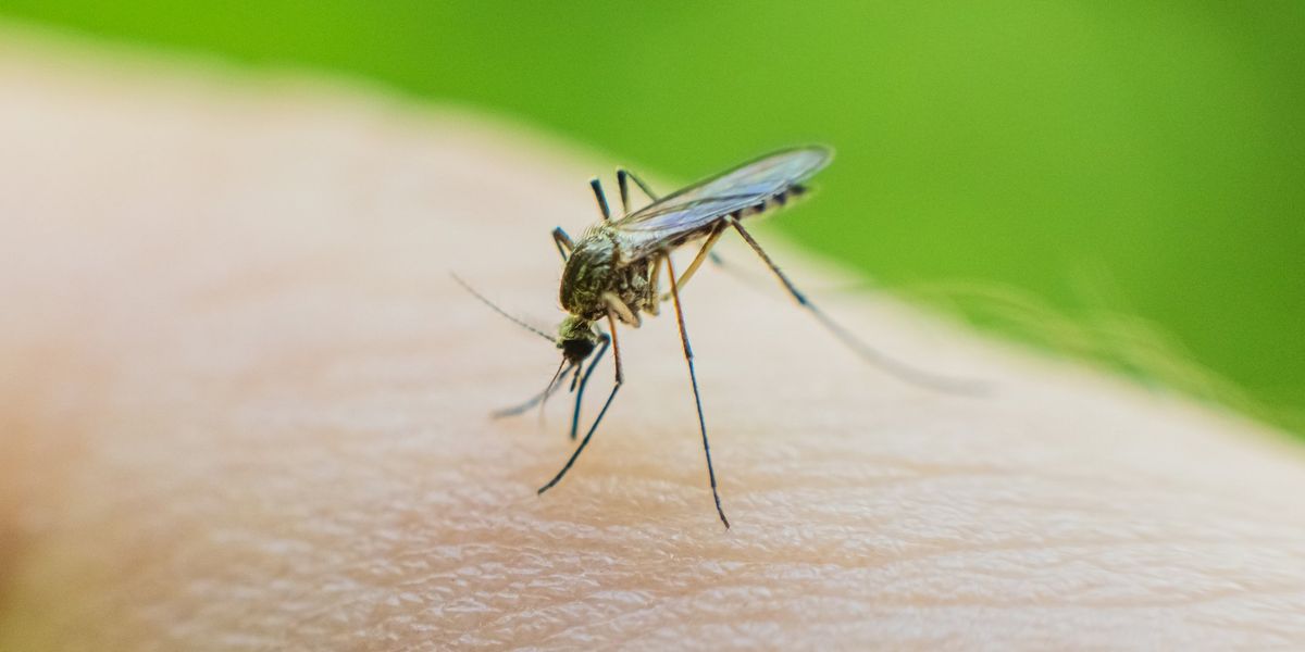 West Nile: tornano i bollettini virali West Nile: tornano i bollettini virali