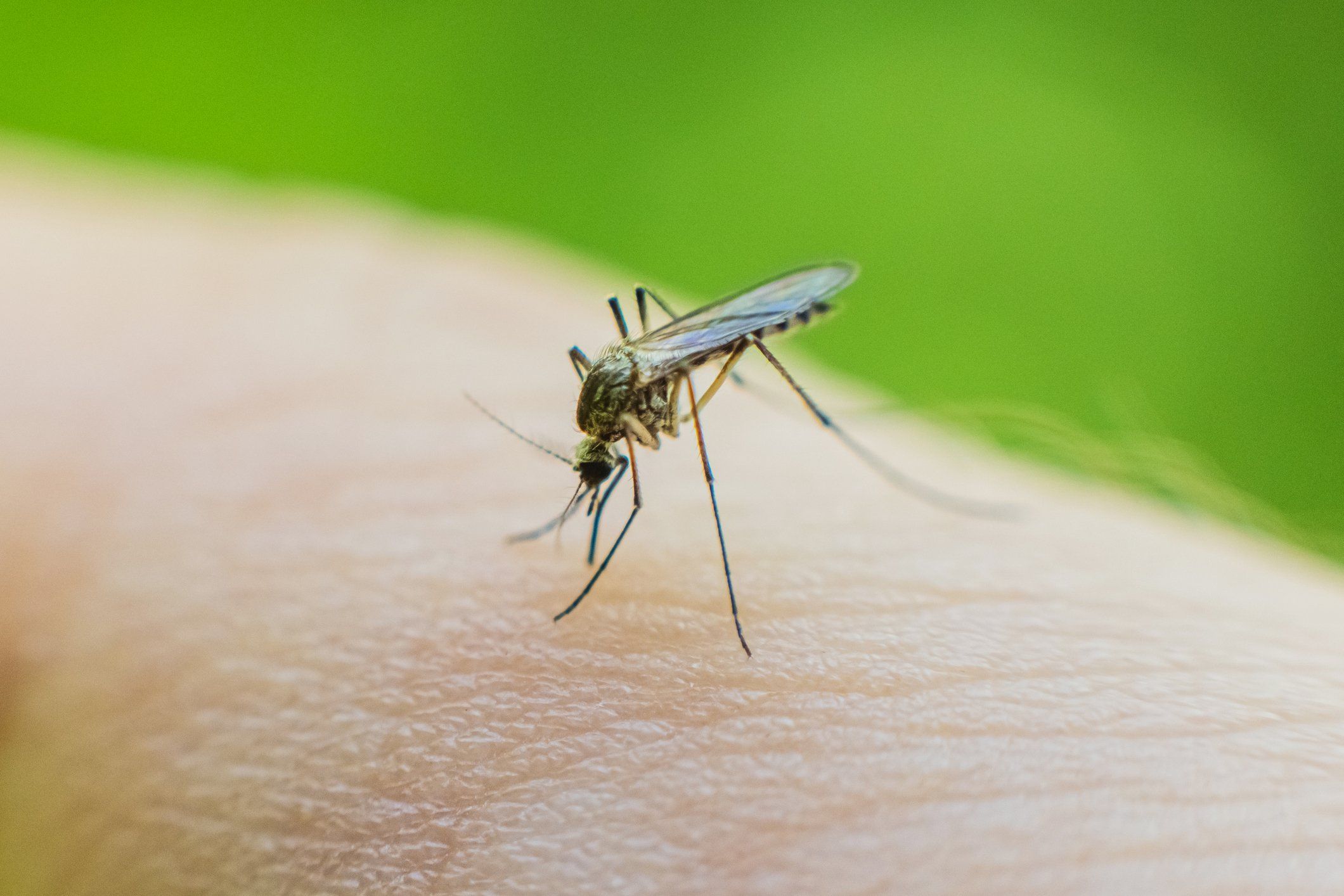 West Nile: tornano i bollettini virali