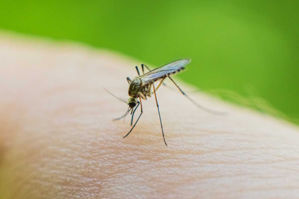 West Nile: tornano i bollettini virali
