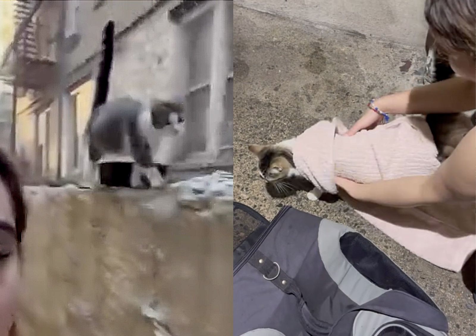 stray cat rescue