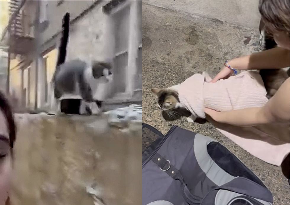 stray cat rescue