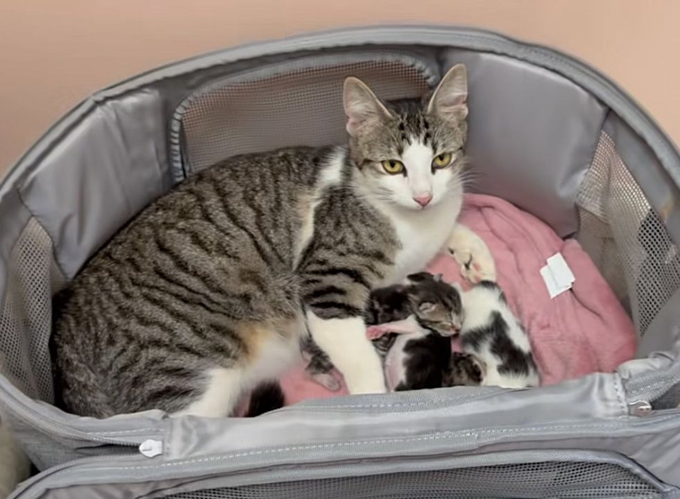 cat mother kittens basket
