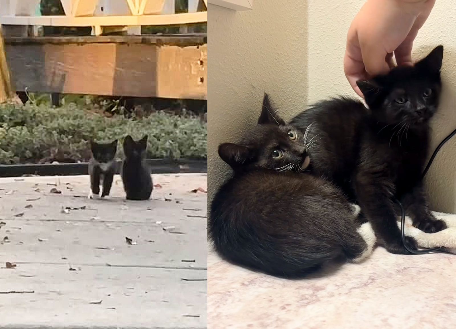 stray kittens shy
