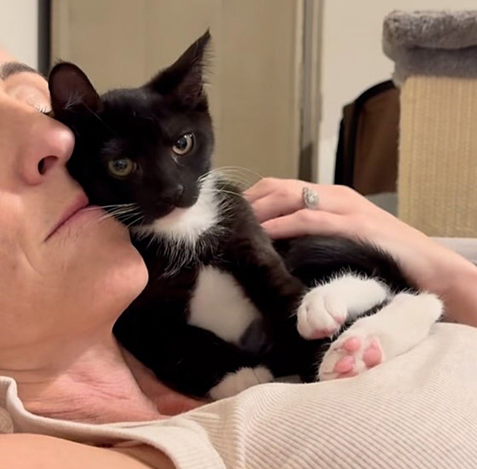 tuxedo kitten snuggles