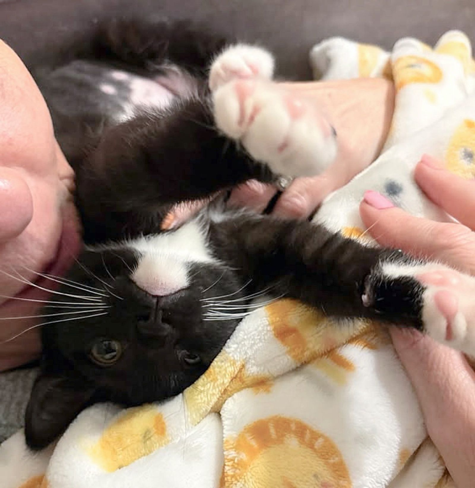 happy tuxedo paws