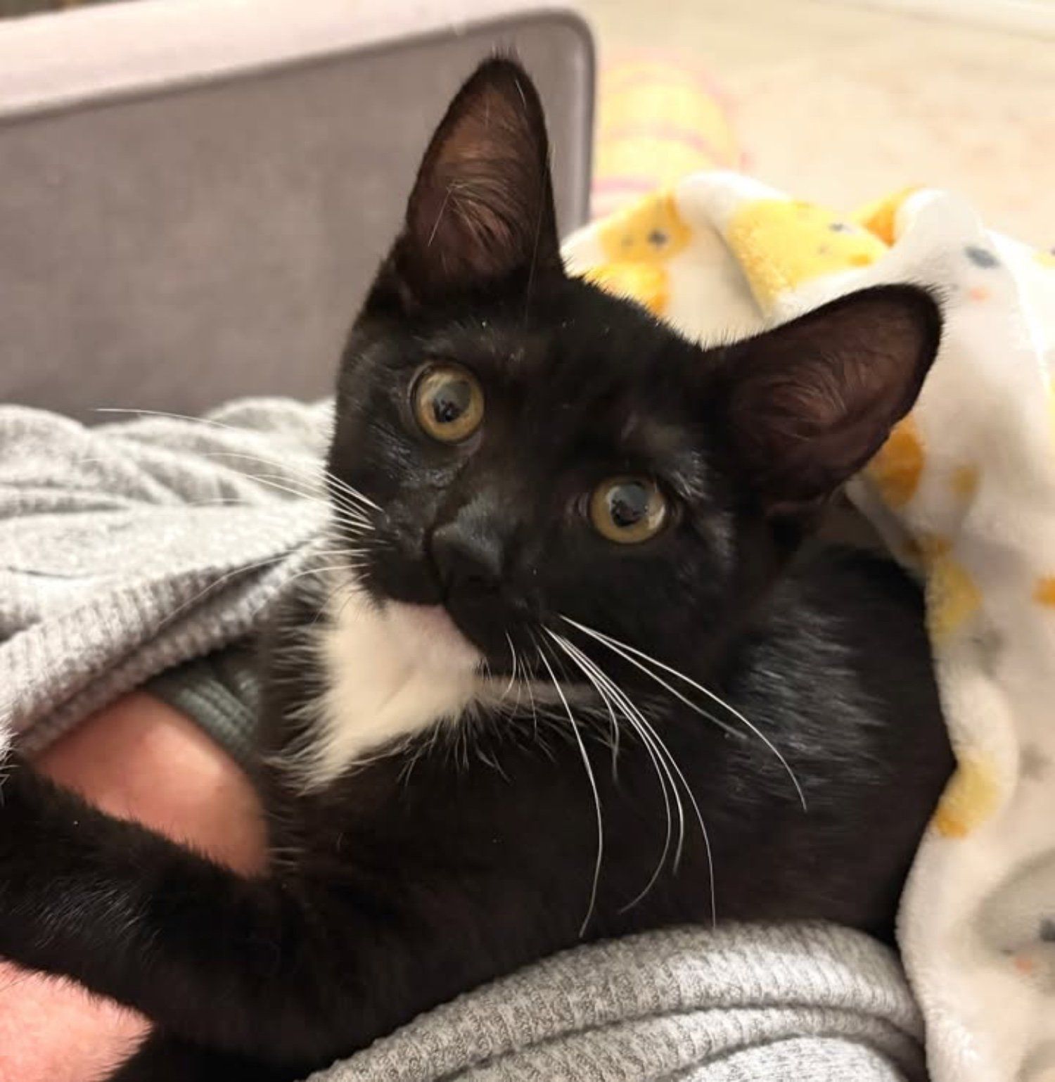 snuggly tuxedo kitten