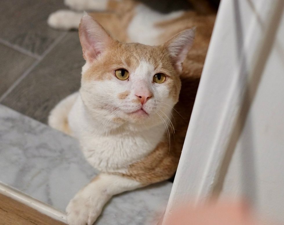 cheeks orange cat