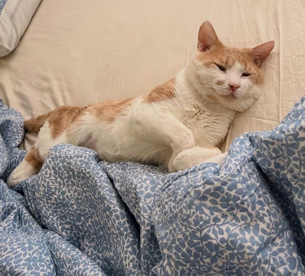 happy sleepy cat