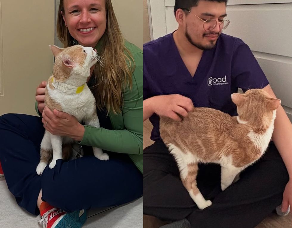cat friendly vets