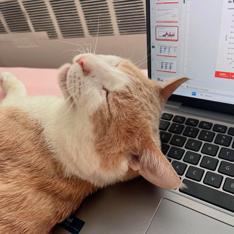 sleeping cat laptop keyboard