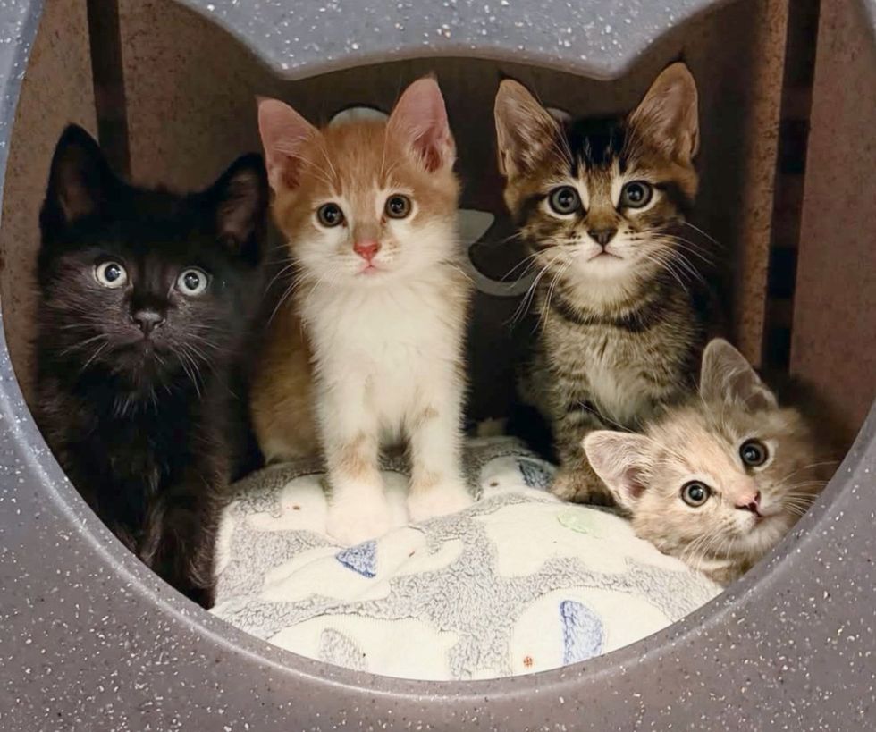 kittens cubby bed