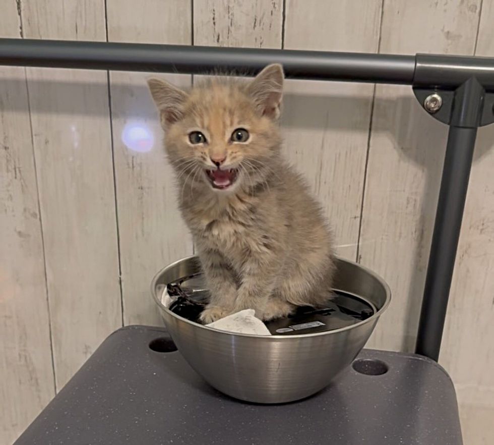 kitten tortie scale
