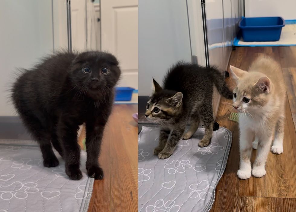 puffed up kittens