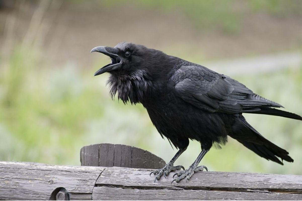 raven, corvid, talking birds, speech, mimicry