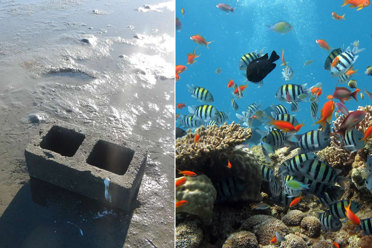 ocean, reef, coral reef, great barrier reef, global warming, pollution, conservation, fish, marine life, oceans, environment