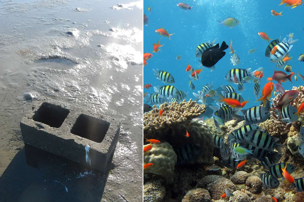 Scientists left cinderblocks in a barren part of the sea. 3 months later they were ecstatic.