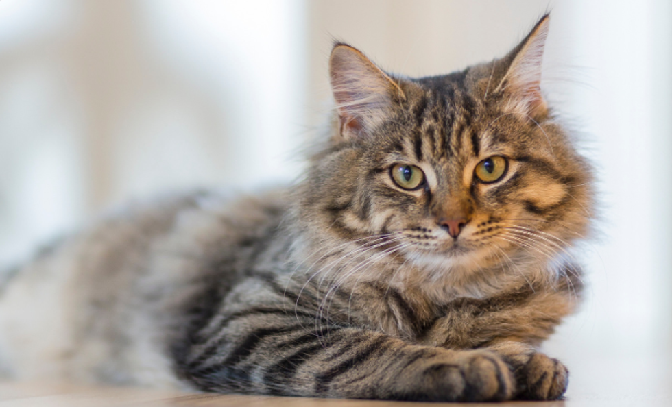 cats, felines, furry cat, pets, grey and white cat, house cat