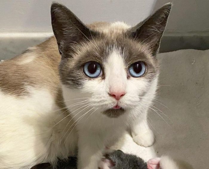 snowshoe cat tongue