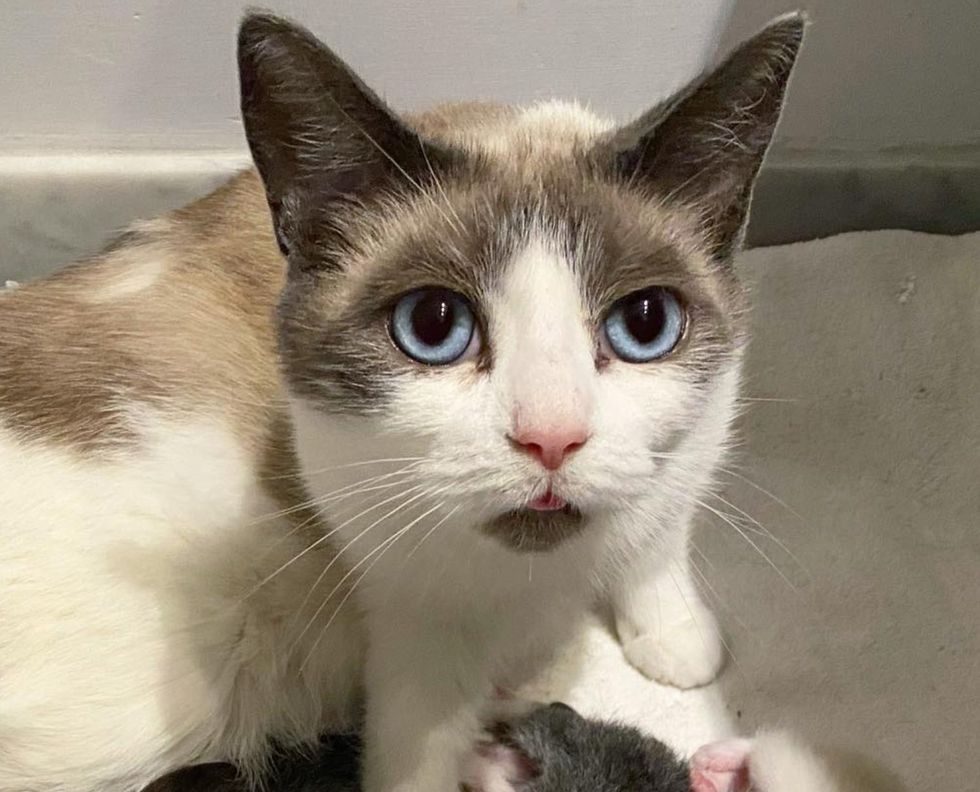 snowshoe cat tongue