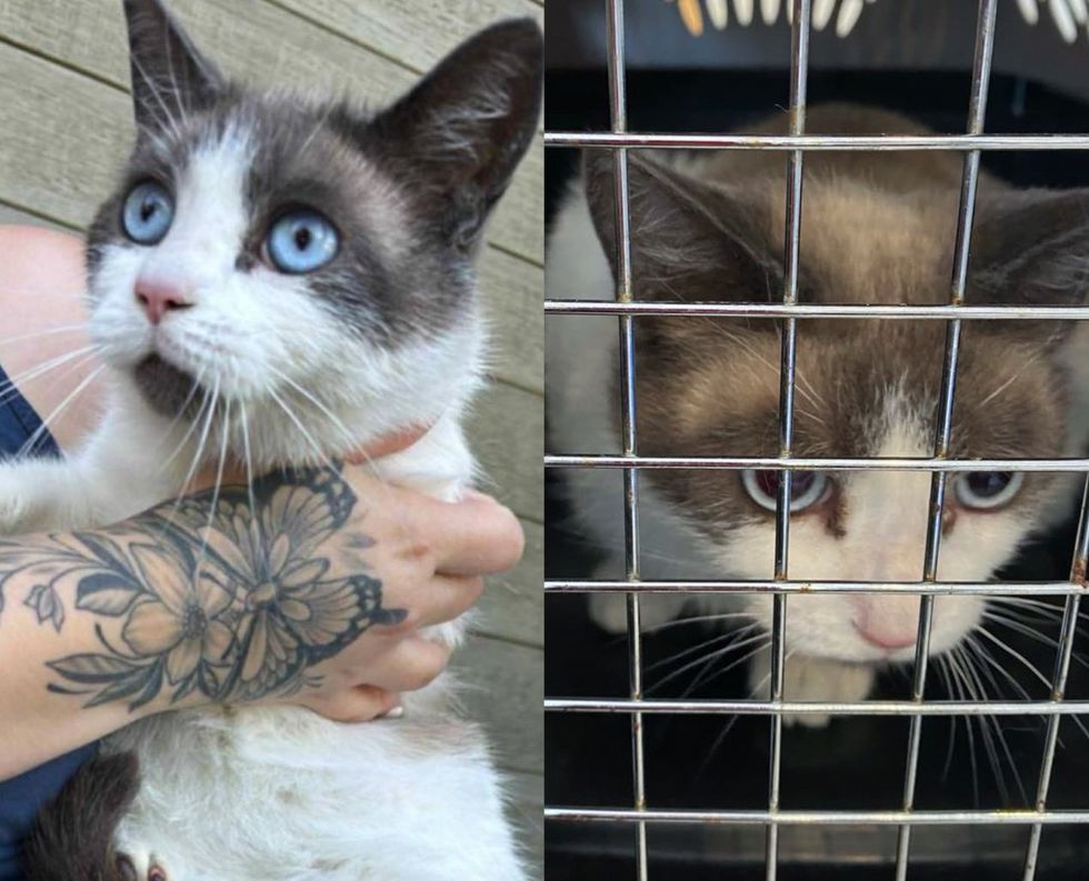 stray cat snowshoe