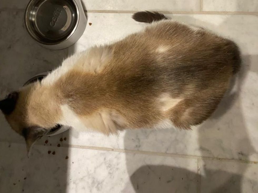 snowshoe cat hungry