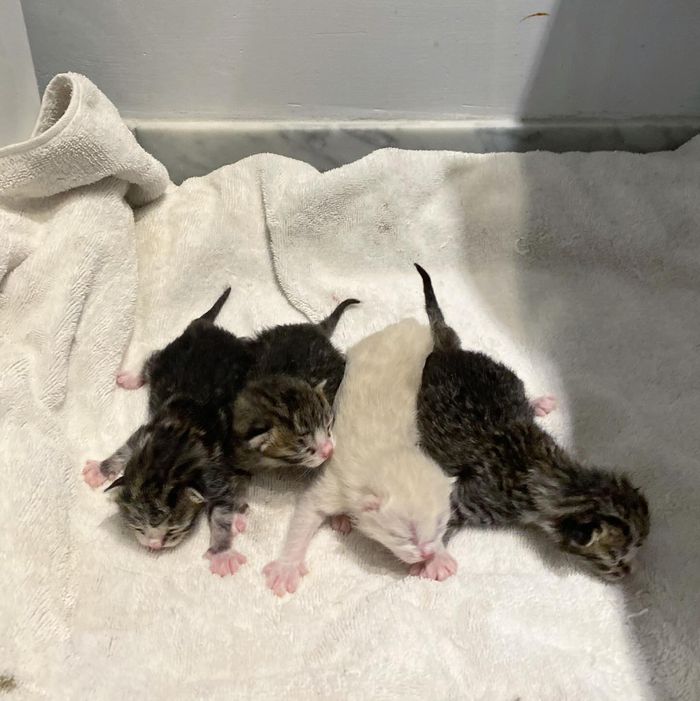 newborn kittens happy