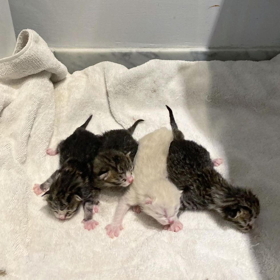 newborn kittens happy