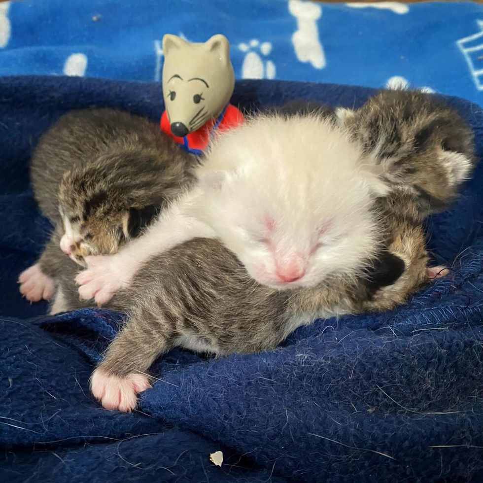 newborn kittens cute