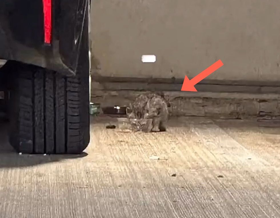 stray kitten hungry