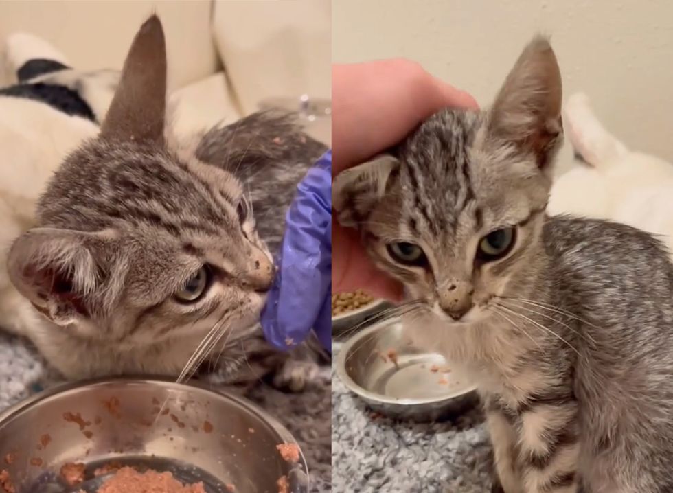 kitten learns trust