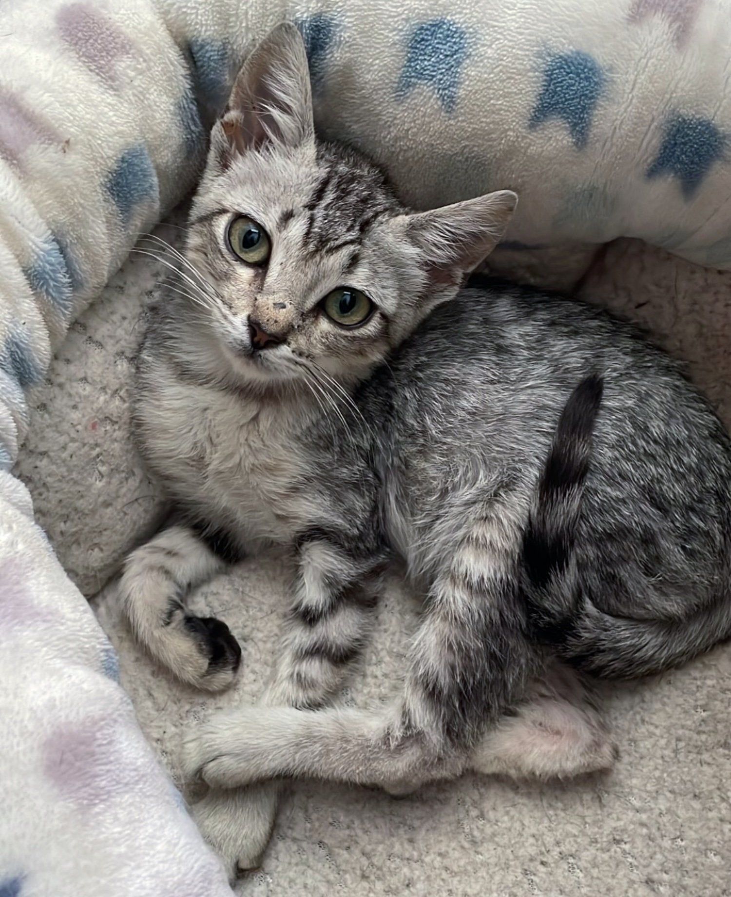 kitten bed relaxed