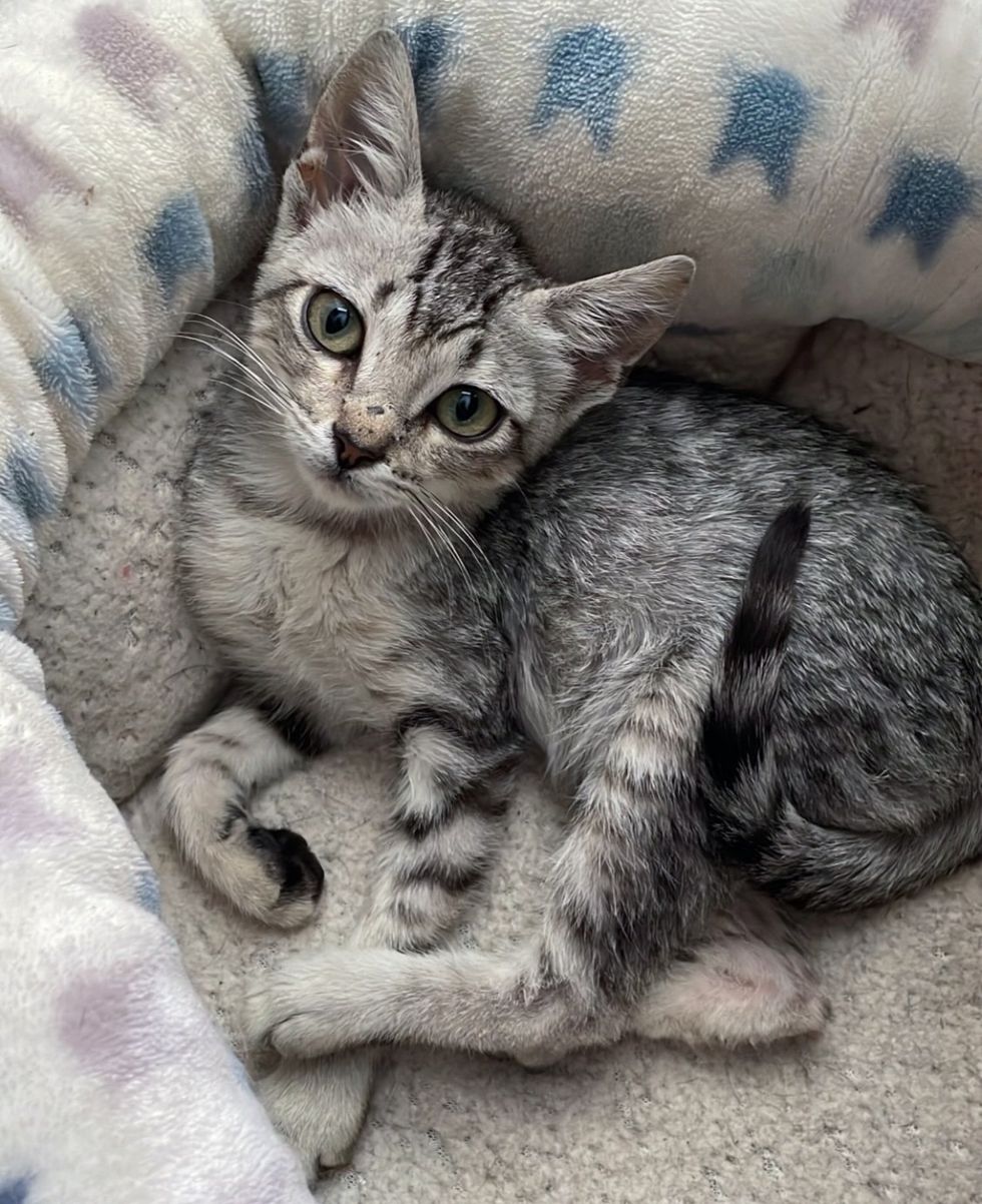 kitten bed relaxed