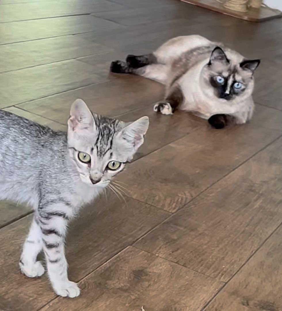 kitten cat friends