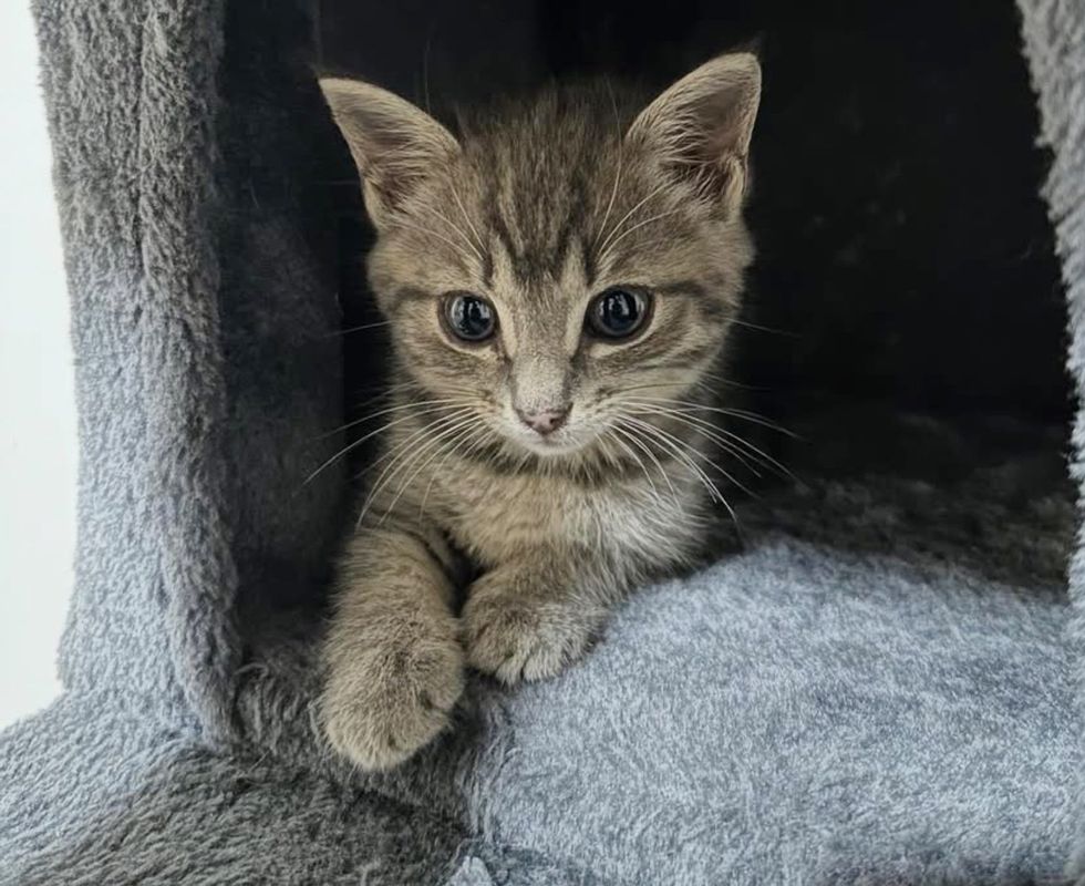 kitten cat tree