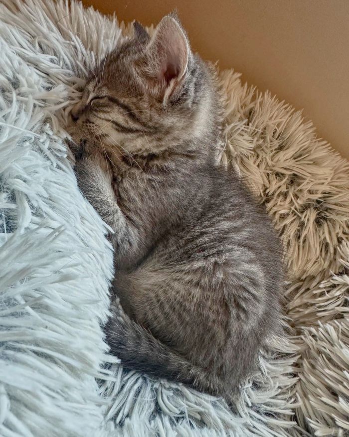 sleeping kitten happy