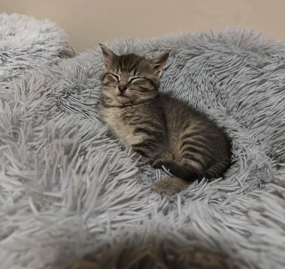 sleepy kitten tabby