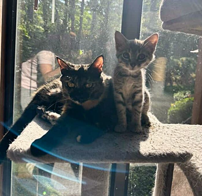 kitten tortie cat friends