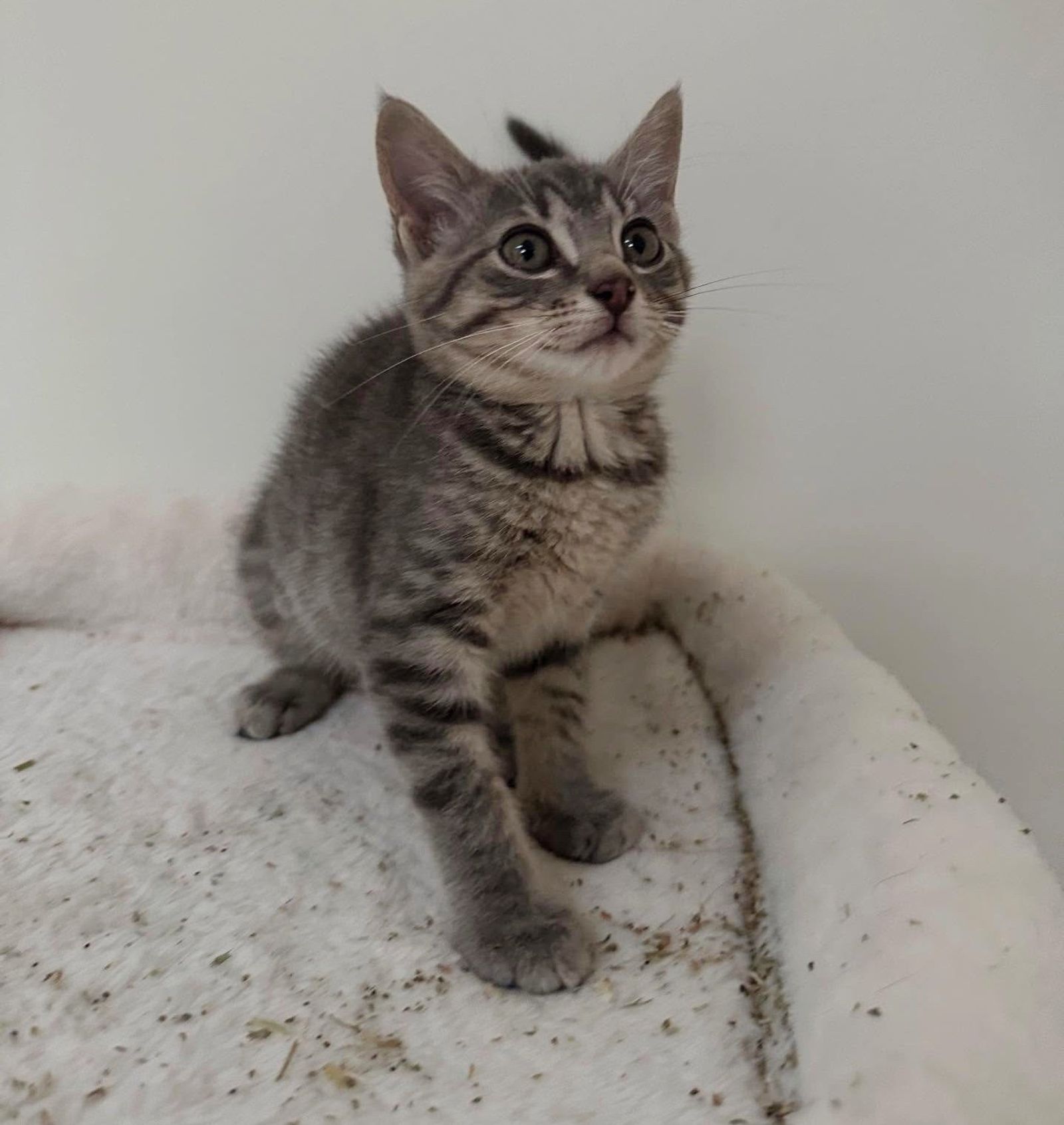kitten cat tree catnip