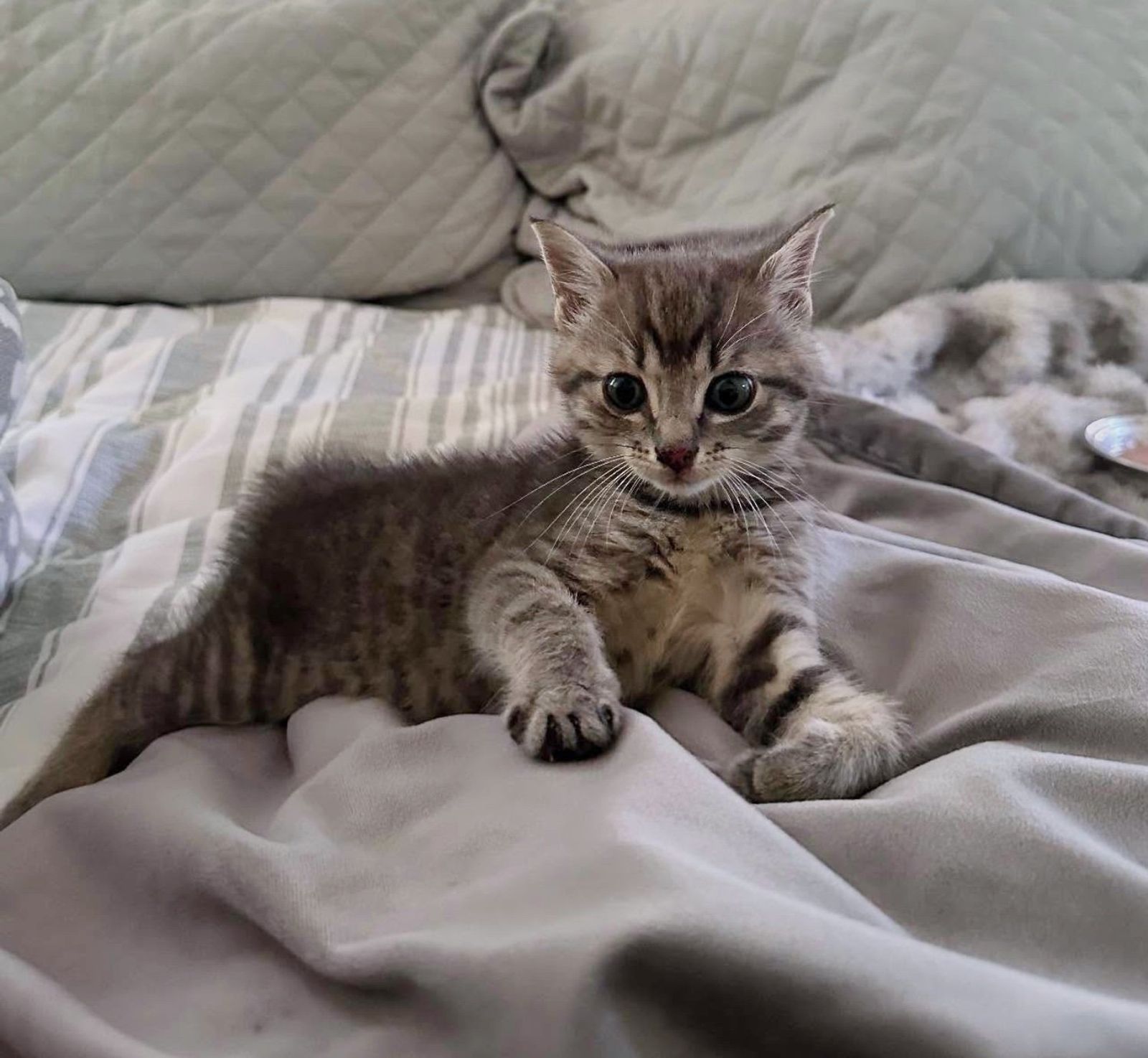 happy kitten bed