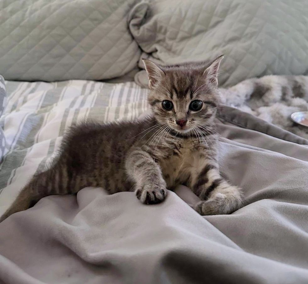 happy kitten bed