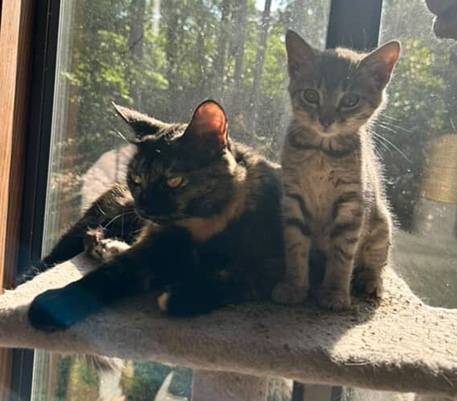 cat kitten best friends
