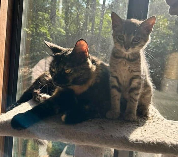 cat kitten best friends